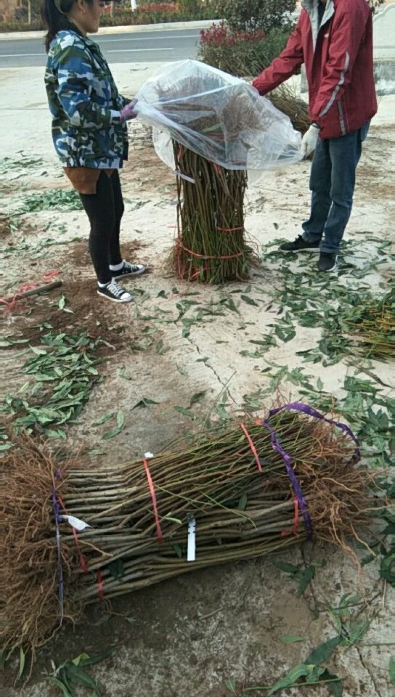 风味皇后桃树苗，油蟠桃7月份成熟的桃树品种，油蟠桃树苗
