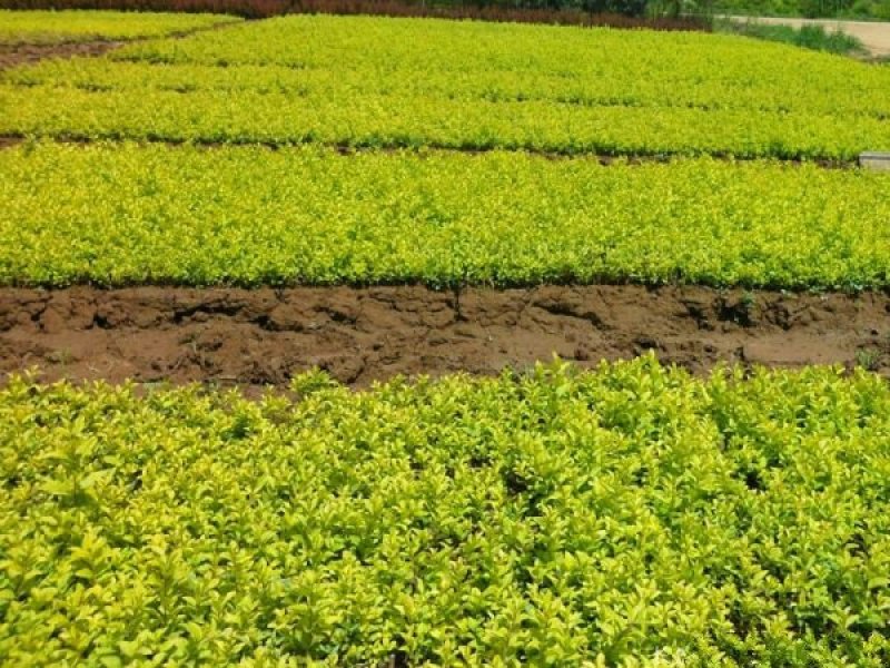 常年批发供应金叶女贞价格优惠苗圃大量出售