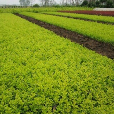 常年批发供应金叶女贞价格优惠苗圃大量出售