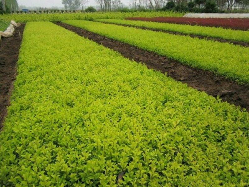 常年批发供应金叶女贞价格优惠苗圃大量出售