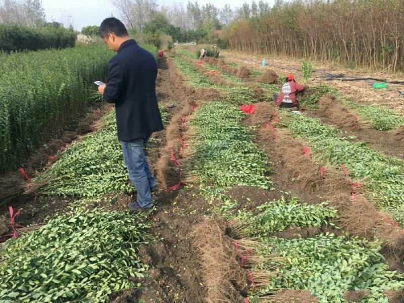 常年批发供应小叶女贞苗价格优惠，规格有一年生