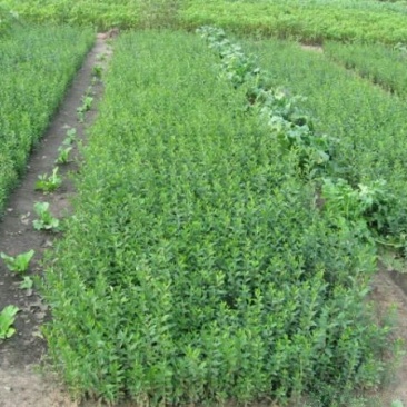 常年批发供应小叶女贞苗价格优惠，规格有一年生