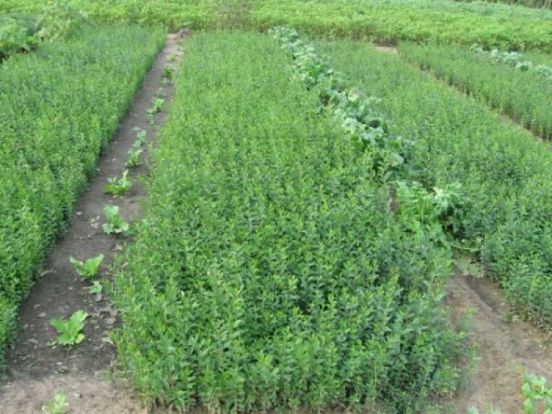 常年批发供应小叶女贞苗价格优惠，规格有一年生