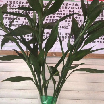 富贵竹