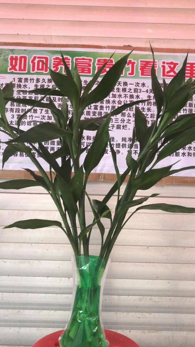 富贵竹