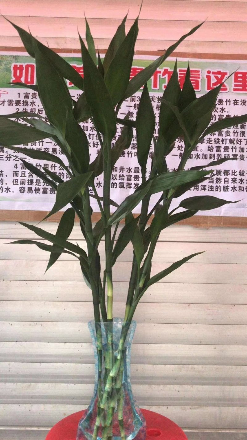 富贵竹