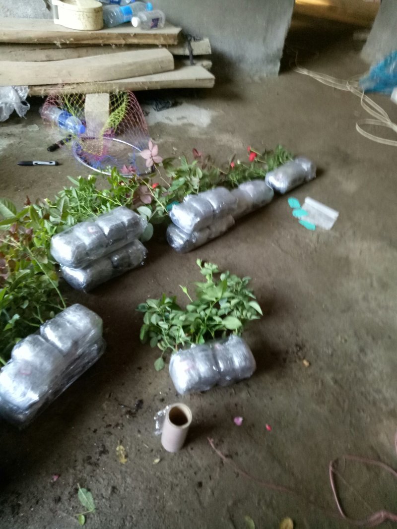 月季玫瑰蔷薇经典欧月大花灌木浓香阳台庭院四季开花绿植盆栽