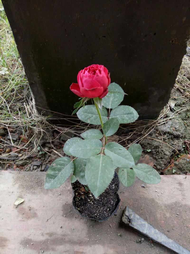 月季玫瑰蔷薇经典欧月大花灌木浓香阳台庭院四季开花绿植盆栽