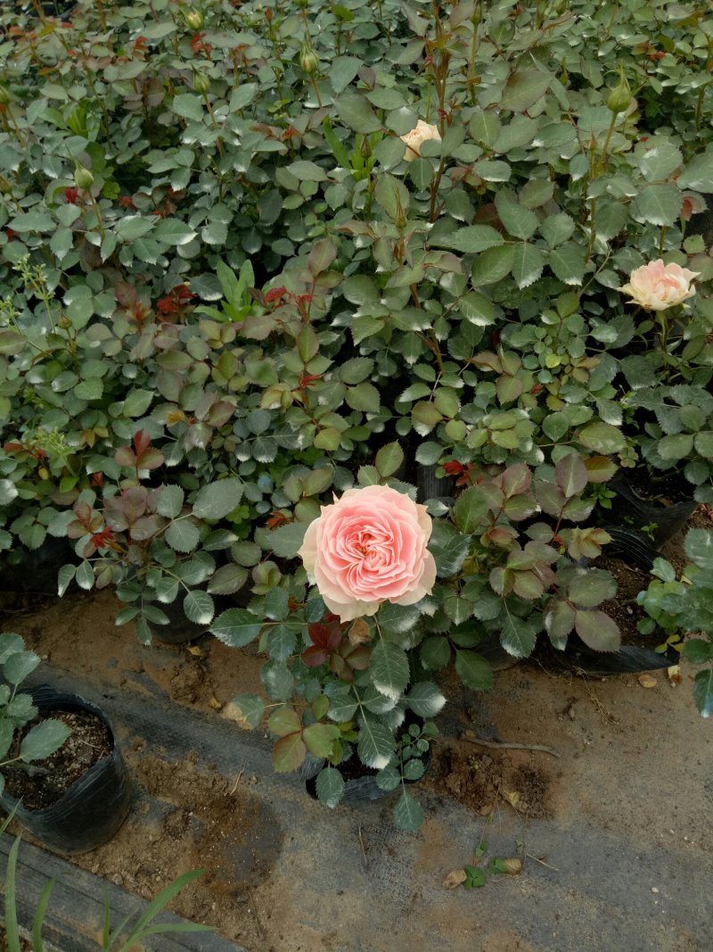 月季玫瑰蔷薇经典欧月大花灌木浓香阳台庭院四季开花绿植盆栽