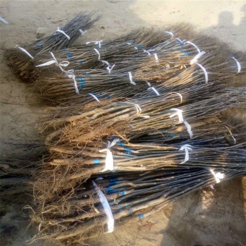 核桃苗8518核桃苗香玲核桃苗薄皮核桃树苗
