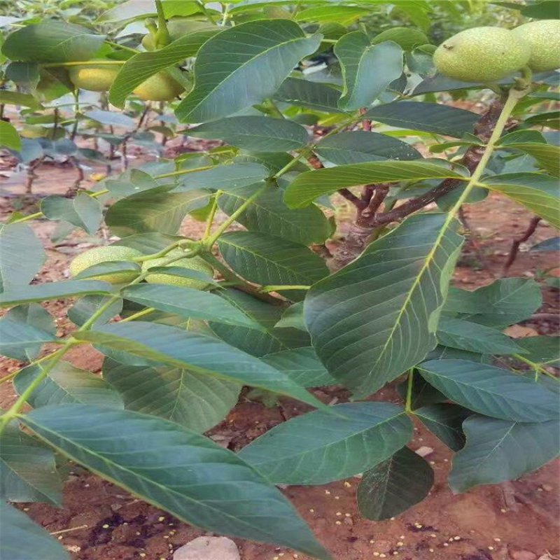核桃苗8518核桃苗香玲核桃苗薄皮核桃树苗