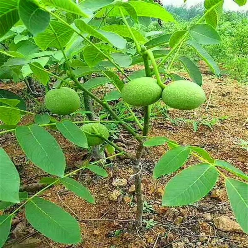 核桃苗8518核桃苗香玲核桃苗薄皮核桃树苗