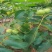核桃苗8518核桃苗香玲核桃苗薄皮核桃树苗