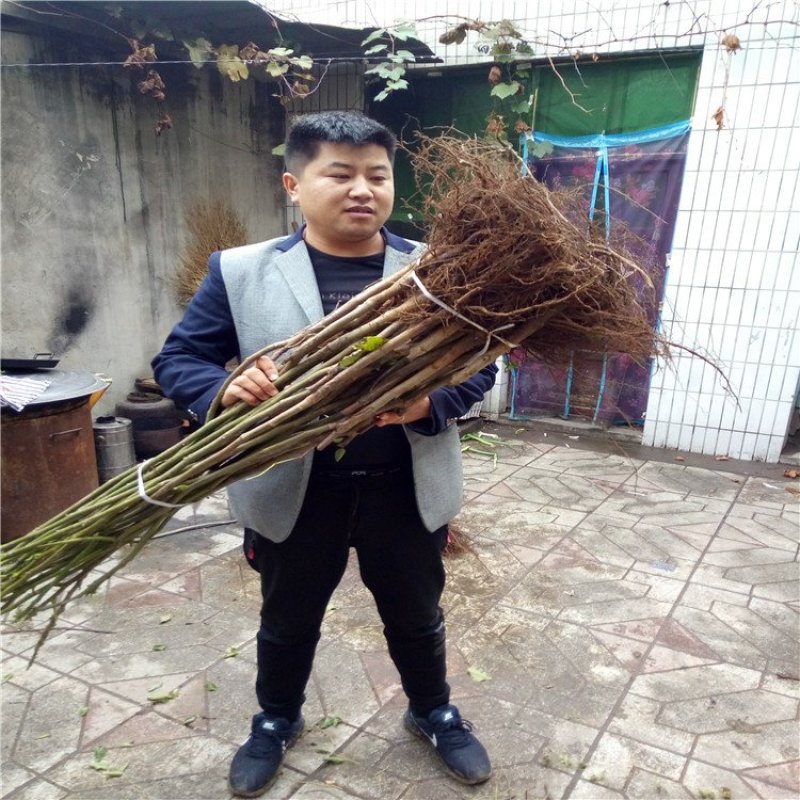 核桃苗8518核桃苗香玲核桃苗薄皮核桃树苗