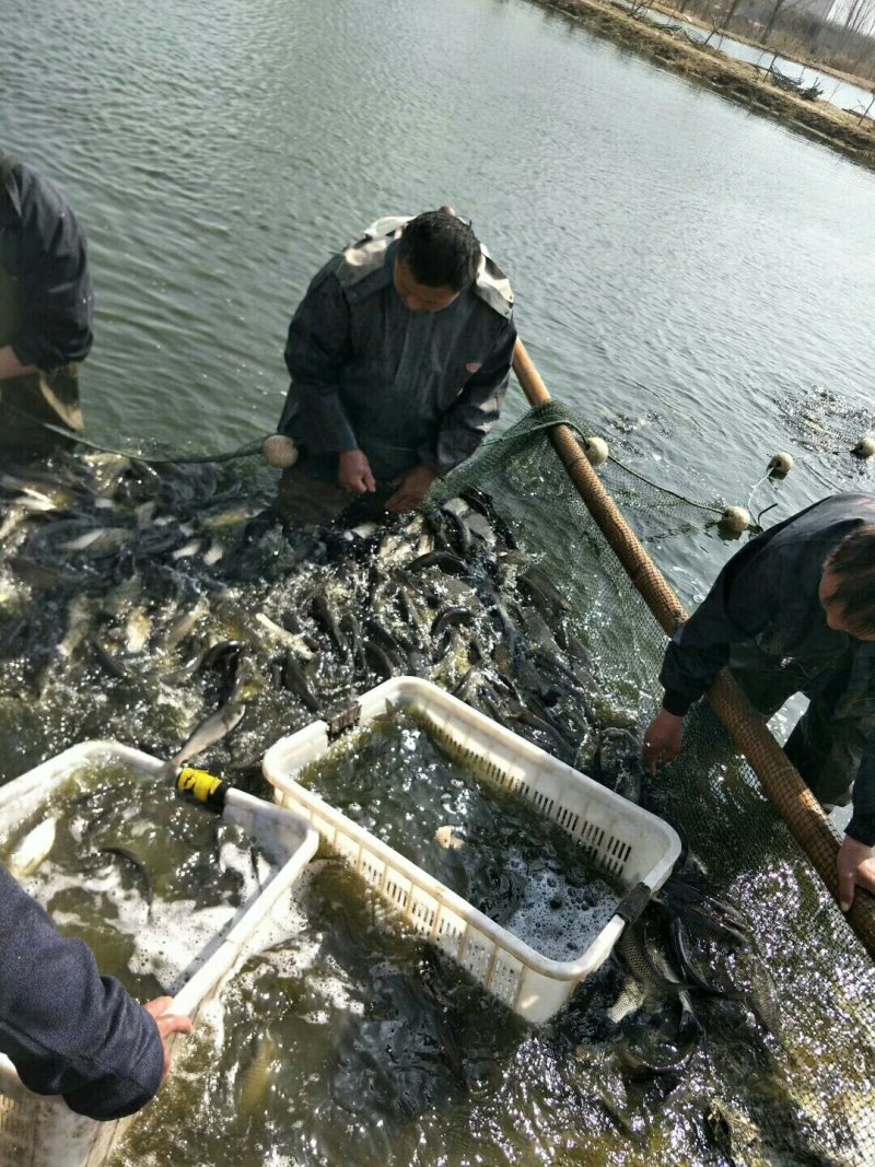 草鱼苗，花白鲢鱼苗