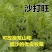 沙打旺种子多年生牲畜青饲防沙固土护坡包邮