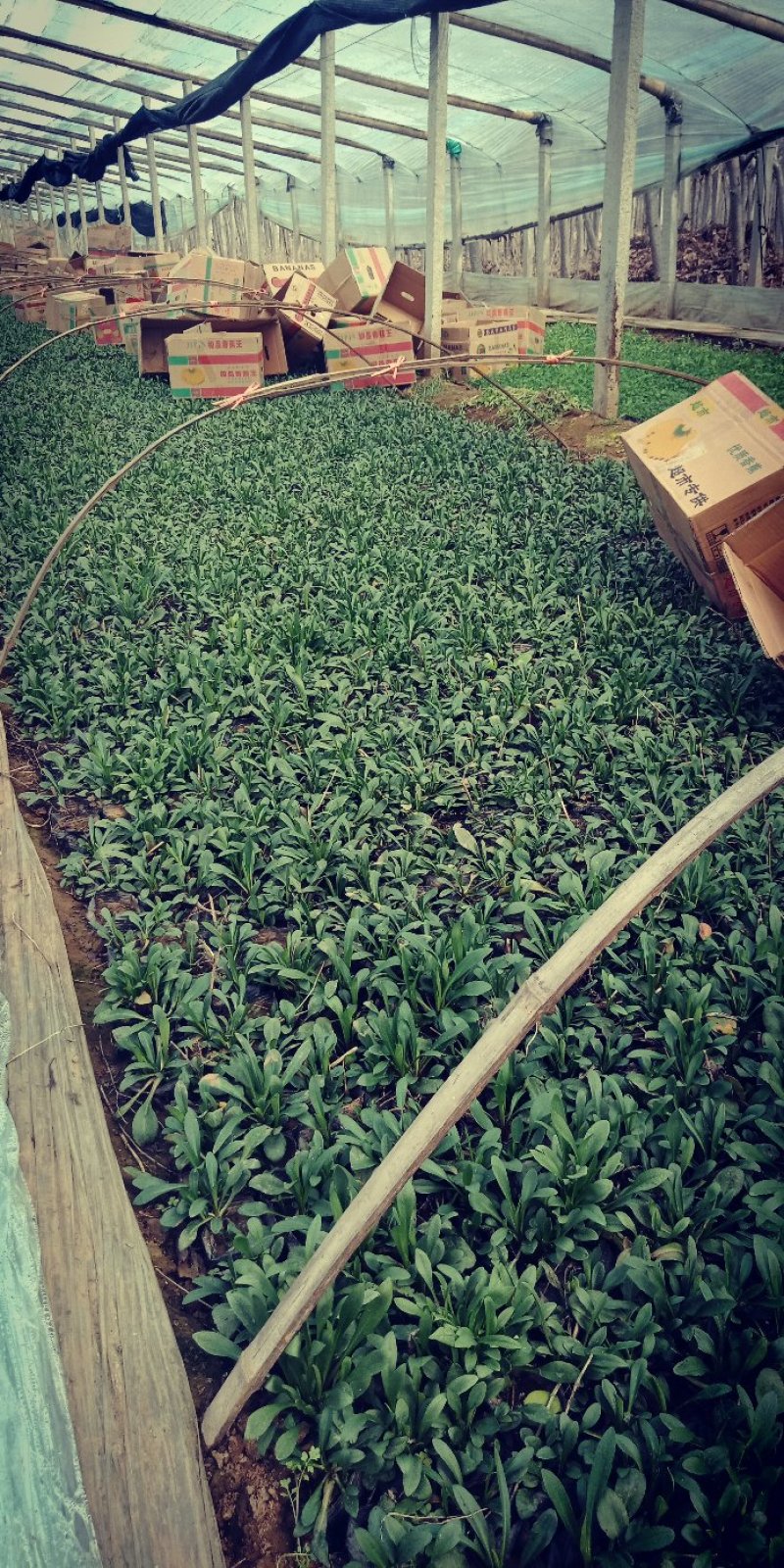 紫菀