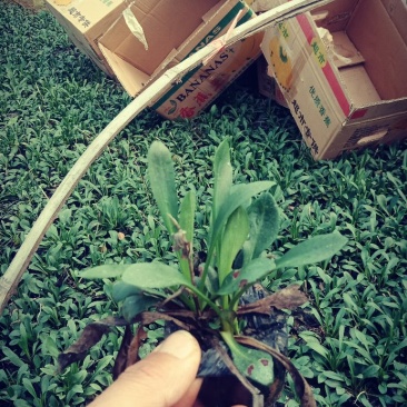 紫菀