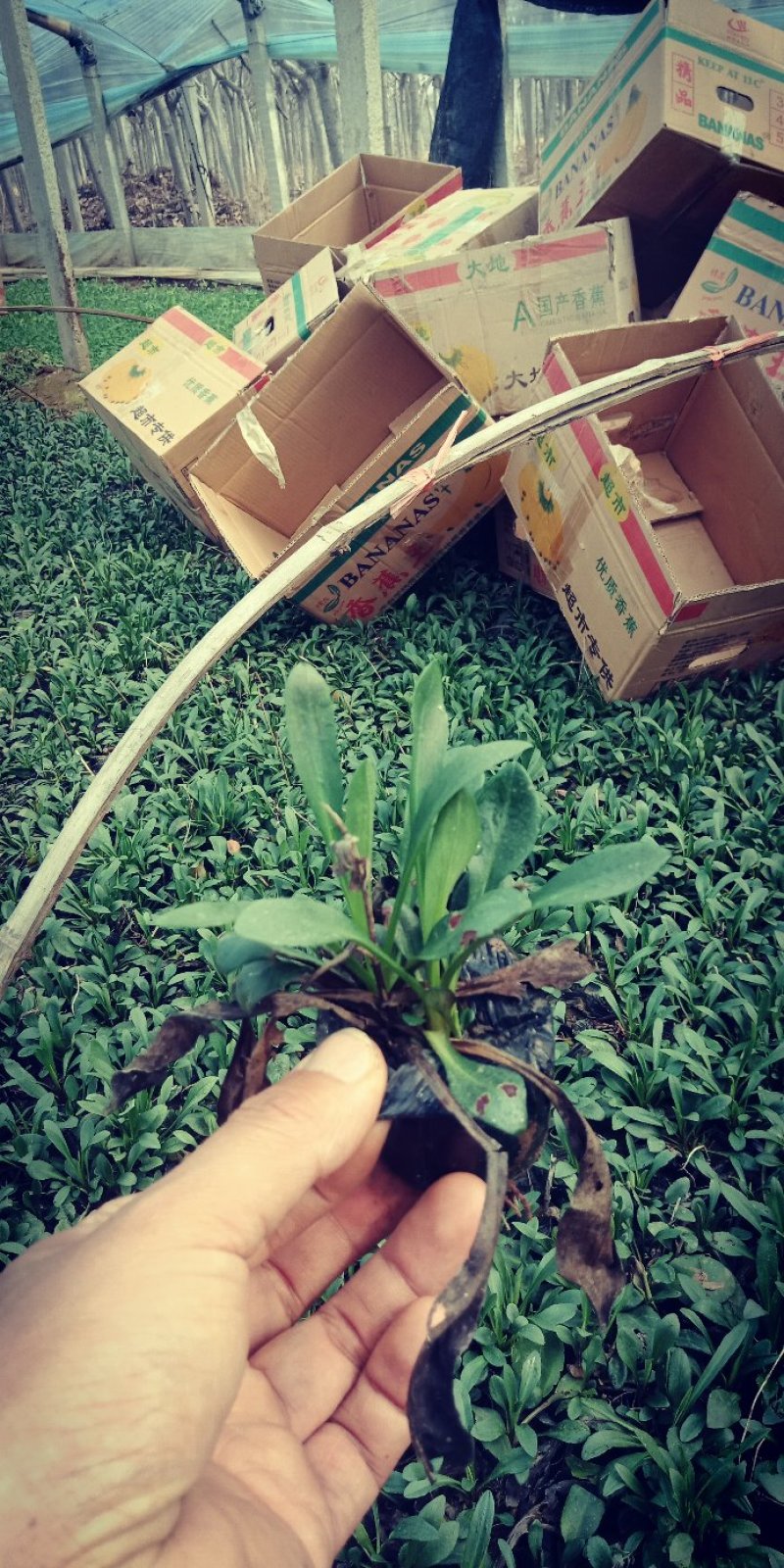 紫菀