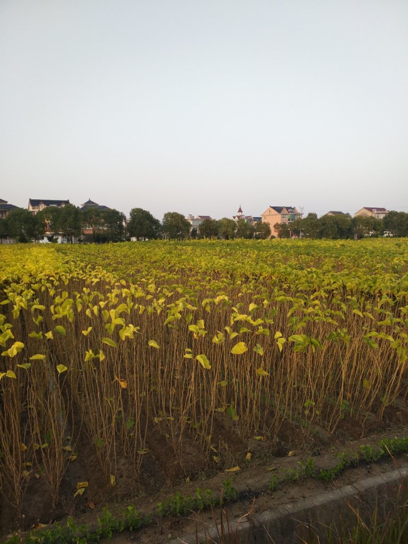 台湾四季大果果桑苗(产量高基地直供现挖发货)