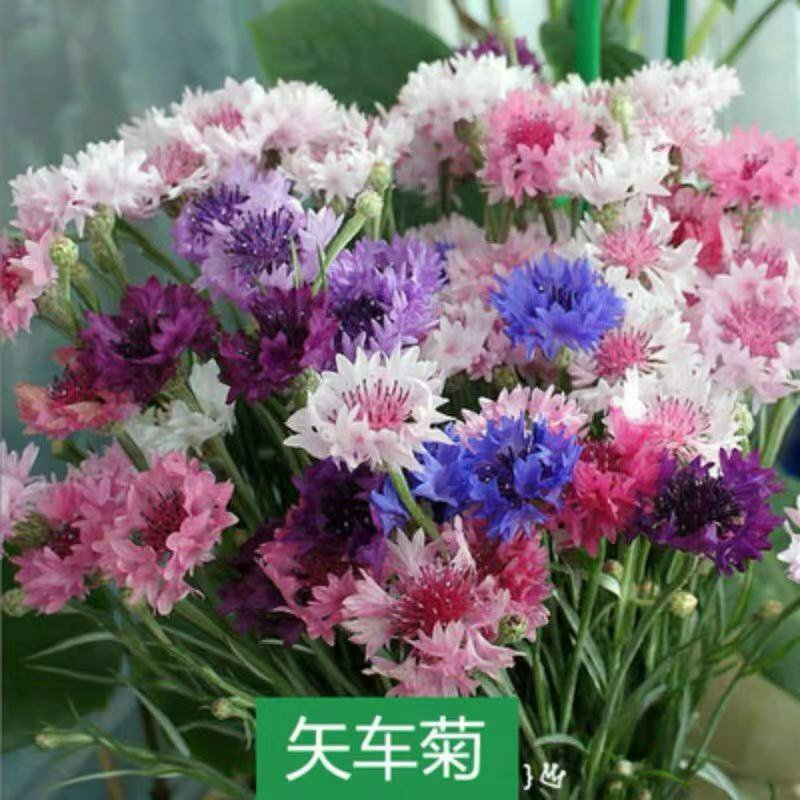 矢车菊种子多年生净籽高发芽率