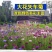 矢车菊种子多年生净籽高发芽率