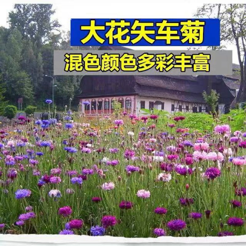 矢车菊种子多年生净籽高发芽率