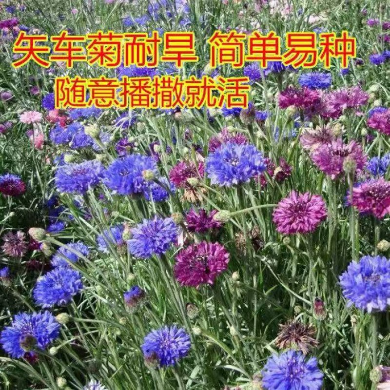 矢车菊种子多年生净籽高发芽率