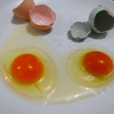 土鸡种蛋出售