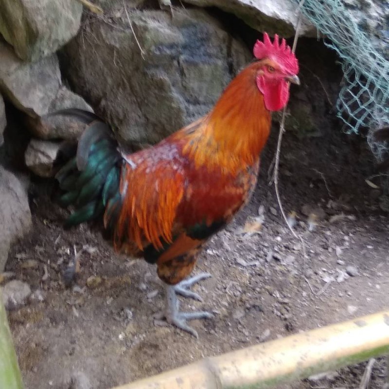 土鸡蛋出售