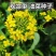 油菜花种子观赏油菜花花海必备