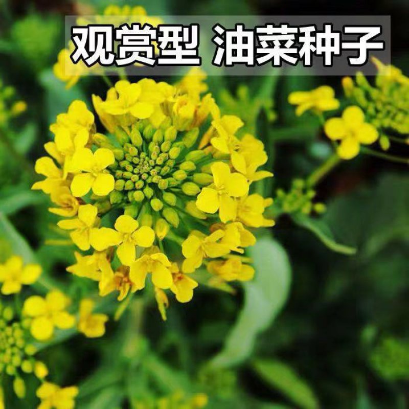 油菜花种子观赏油菜花花海必备