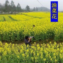 油菜花种子观赏油菜花花海必备