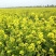 油菜花种子观赏油菜花花海必备