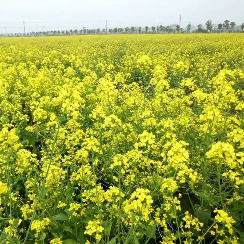 油菜花种子观赏油菜花花海必备