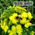 油菜花种子观赏油菜花花海必备