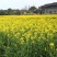 油菜花种子观赏油菜花花海必备