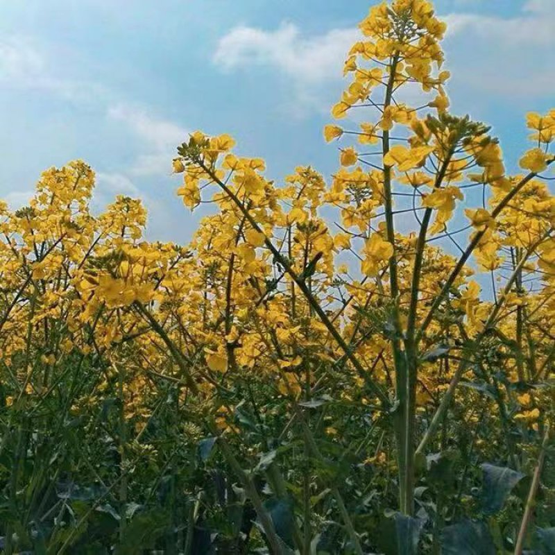 油菜花种子观赏油菜花花海必备
