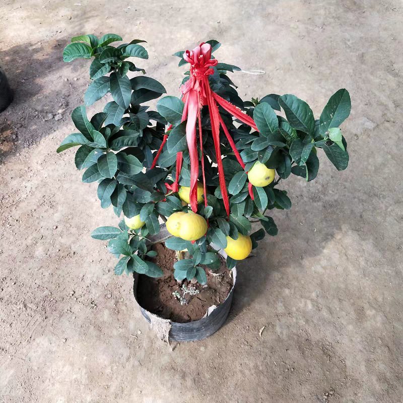柠檬苗。基地直销，果树苗柠檬大小规格齐全。