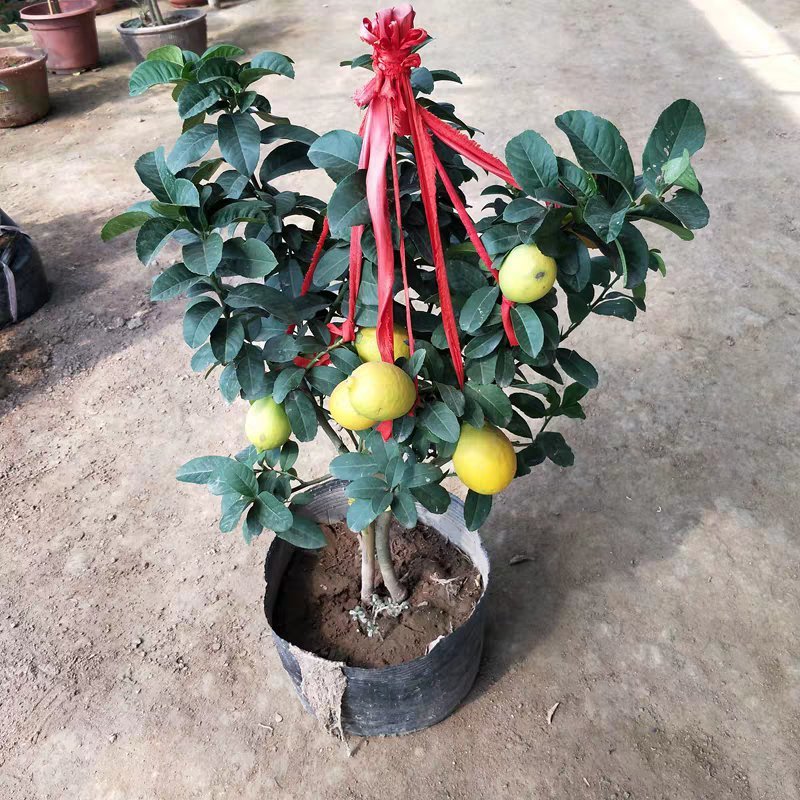 柠檬苗。基地直销，果树苗柠檬大小规格齐全。