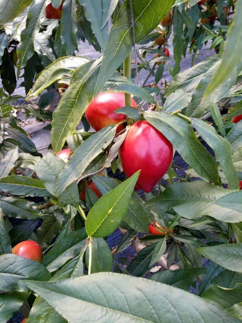 大连油桃