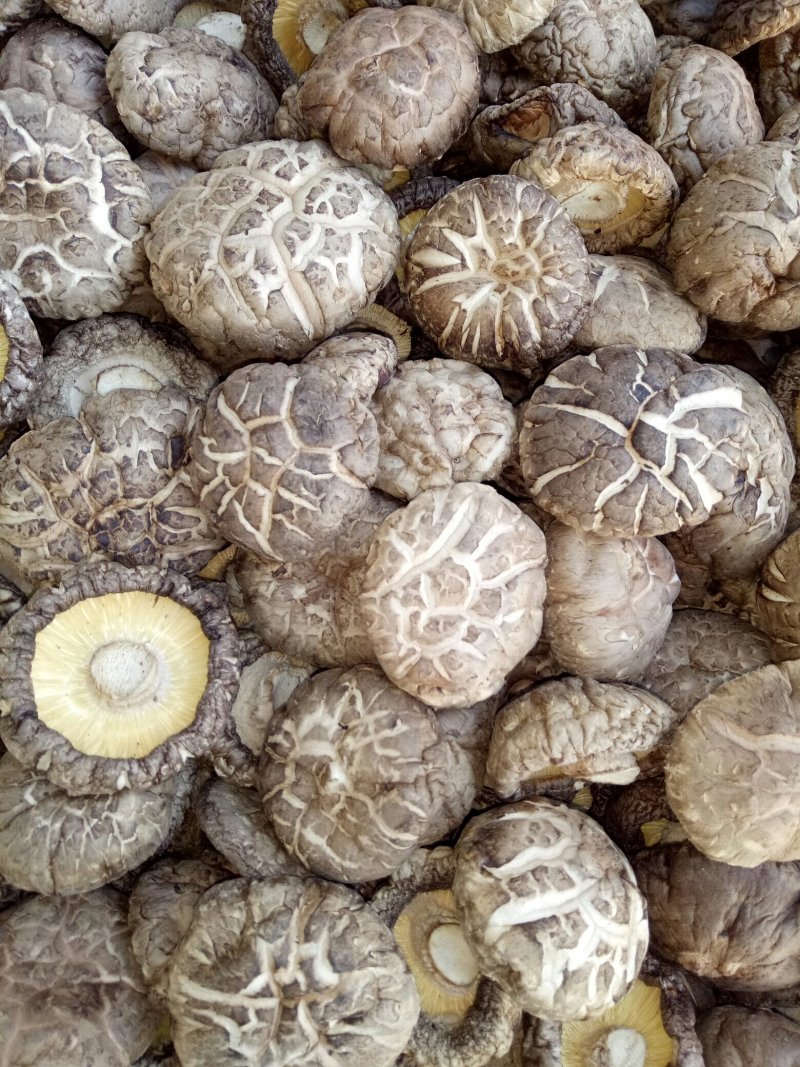 干香菇。河南春栽分级成品花菇批发，质量保证，包邮！