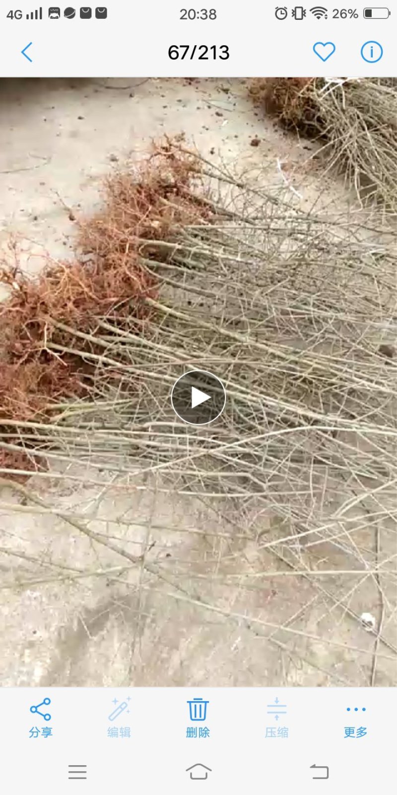对节白蜡小微盆景