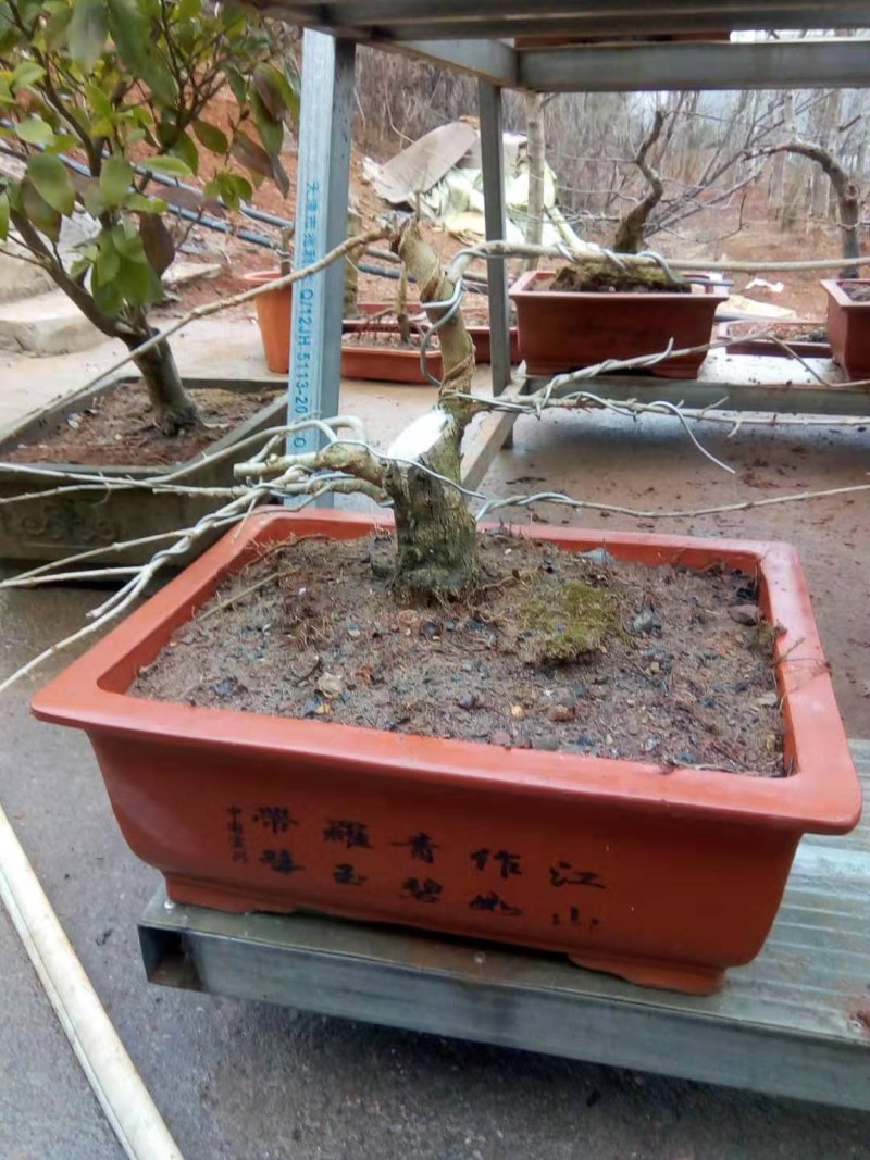 对节白蜡小微盆景