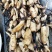 四季观赏荷花种子食用盆栽大型水养家庭池田塘莲藕花种根苗旱