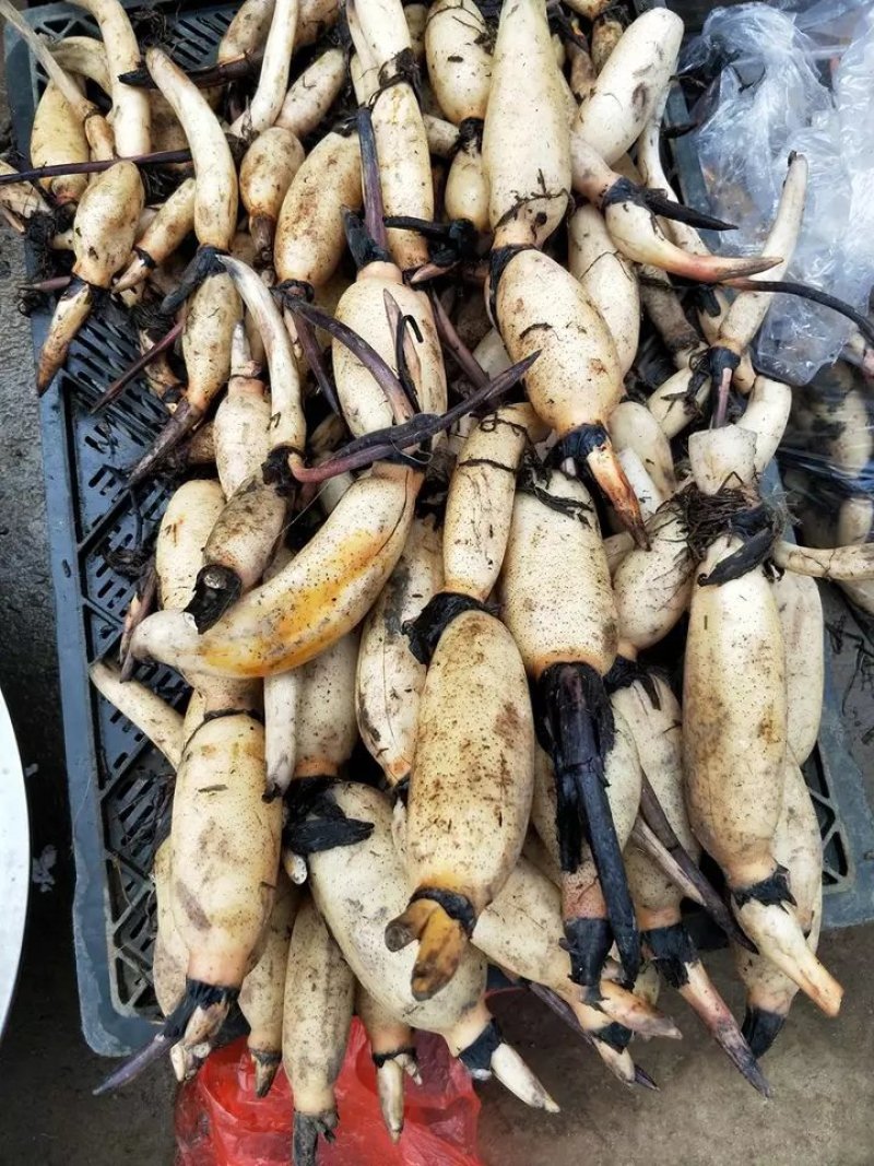 四季观赏荷花种子食用盆栽大型水养家庭池田塘莲藕花种根苗旱