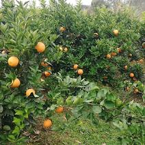 夏橙苗（阿尔及利亚，福勒斯特，密奈）品种免费技术