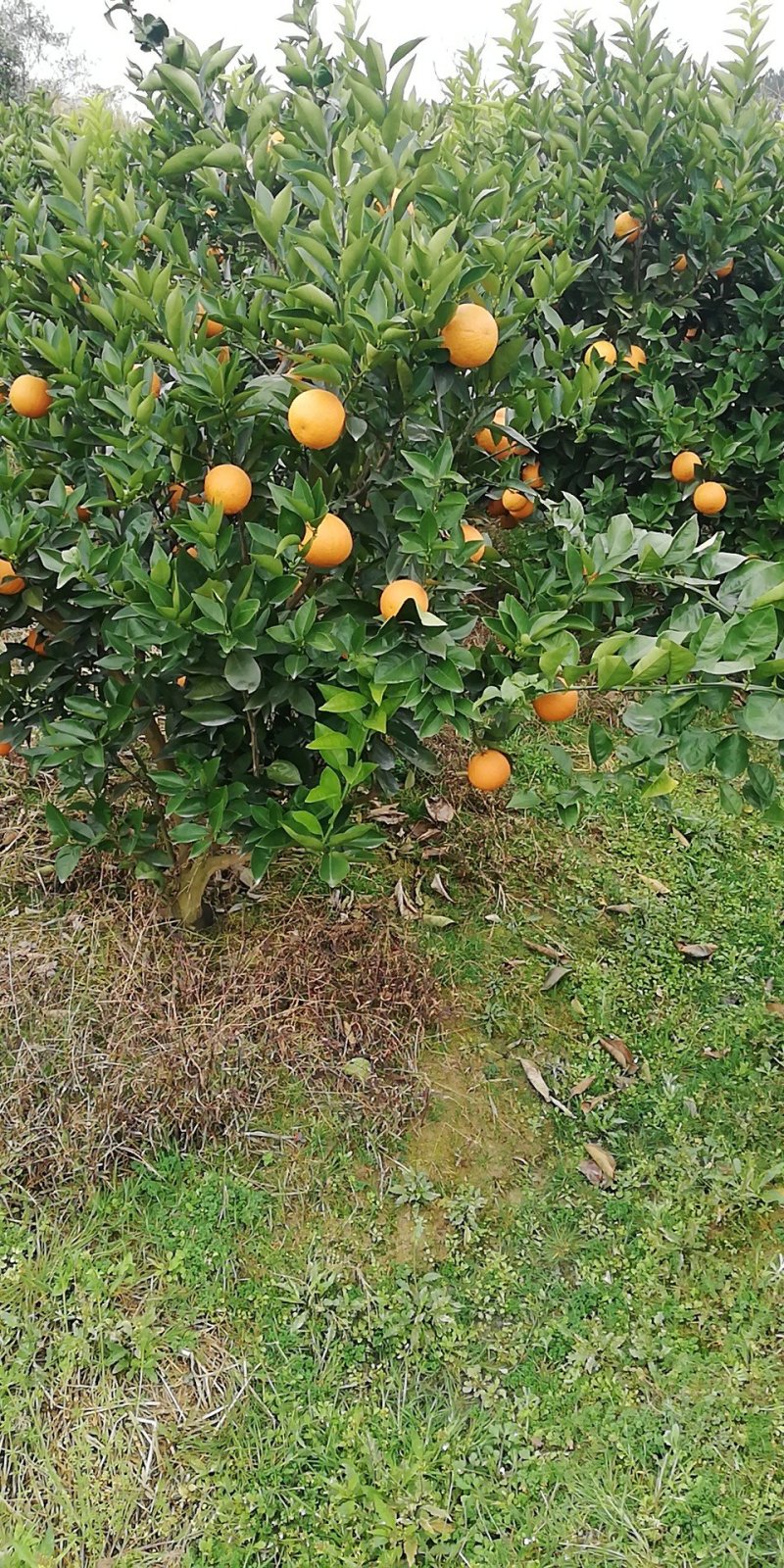 夏橙苗（阿尔及利亚，福勒斯特，密奈）品种保障免费技术