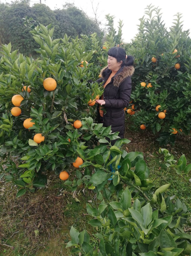 夏橙苗（阿尔及利亚，福勒斯特，密奈）品种保障免费技术