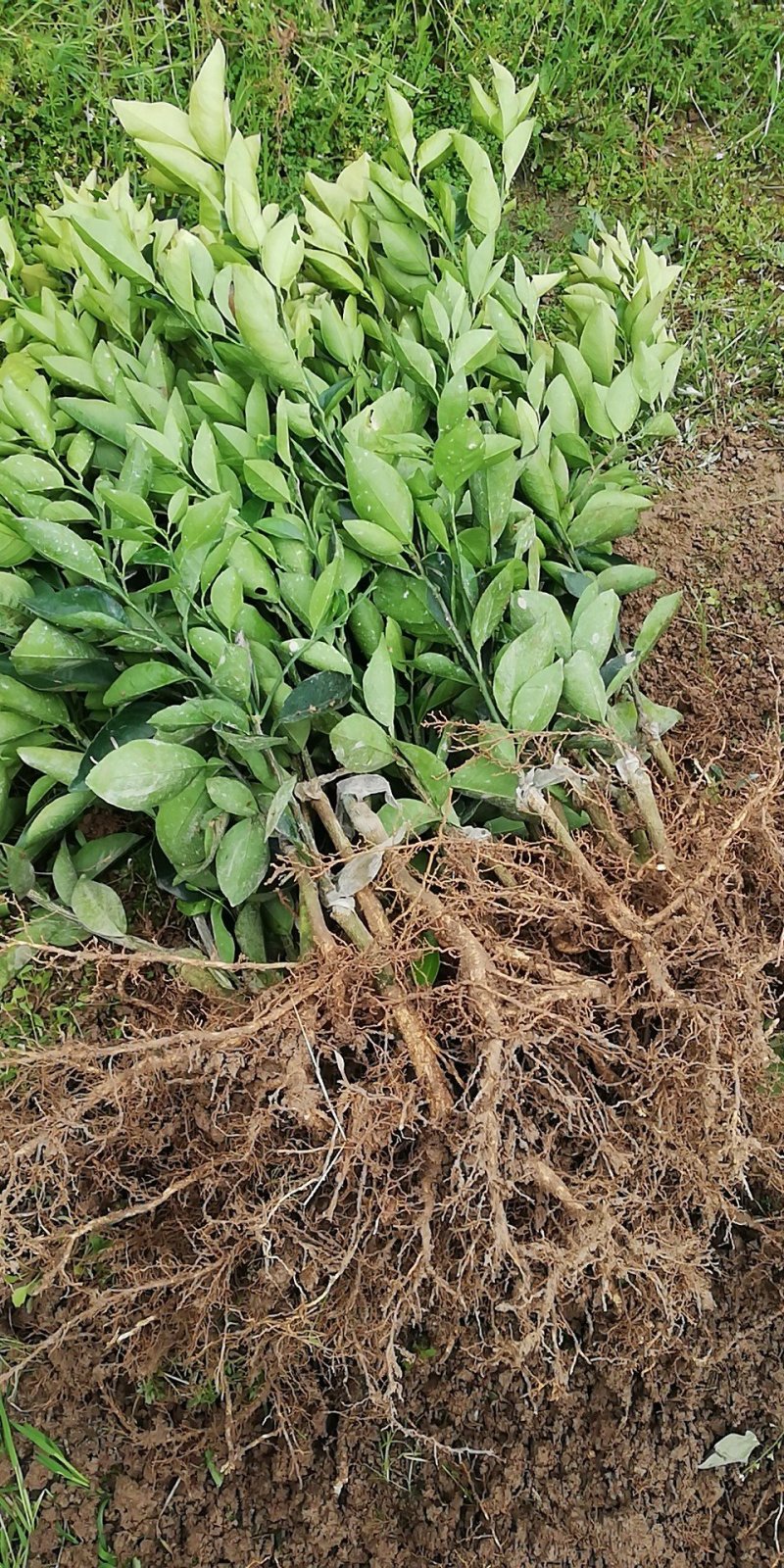 夏橙苗（阿尔及利亚，福勒斯特，密奈）品种保障免费技术